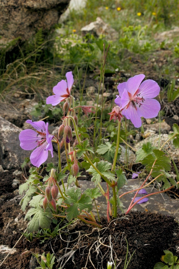 Image of Geranium saxatile specimen.