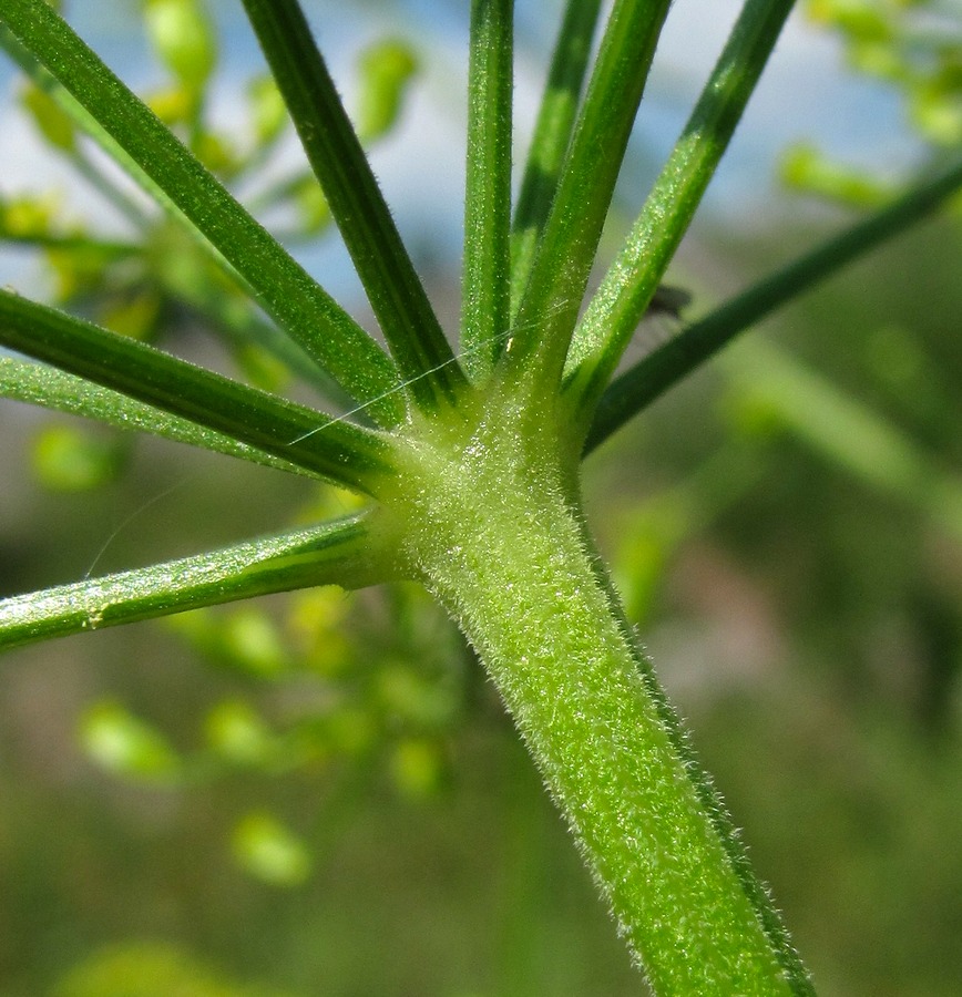 Изображение особи Pastinaca sylvestris.