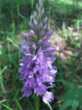 Dactylorhiza fuchsii. Верхушка побега с соцветием. Московская обл., Одинцовский р-н, окр. г. Кубинка, окр. водохранилища Трасна, смешанный лес. 23.06.2009.