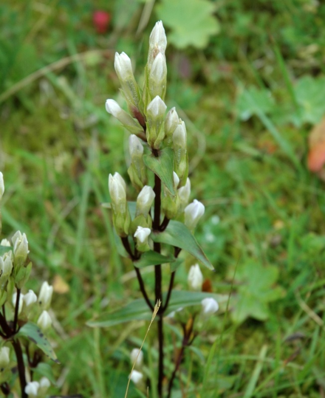 Image of Gentianella campestris specimen.