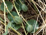 Capparis herbacea