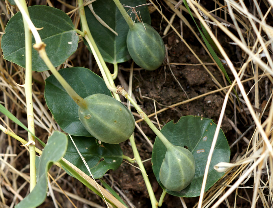 Изображение особи Capparis herbacea.