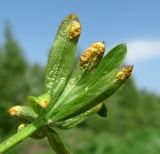 Galium mollugo