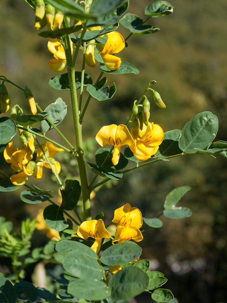 Image of Colutea arborescens specimen.