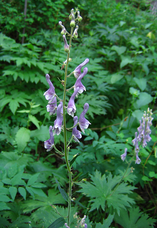 Изображение особи Aconitum septentrionale.