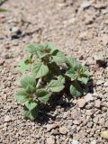 Ziziphora rotundifolia. Вегетирующее растение. Узбекистан, Ташкентская обл., зап. отр. Чаткальского хр., ущ. р. Каранкульсая. 19.04.2015.