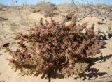 Salsola paulsenii