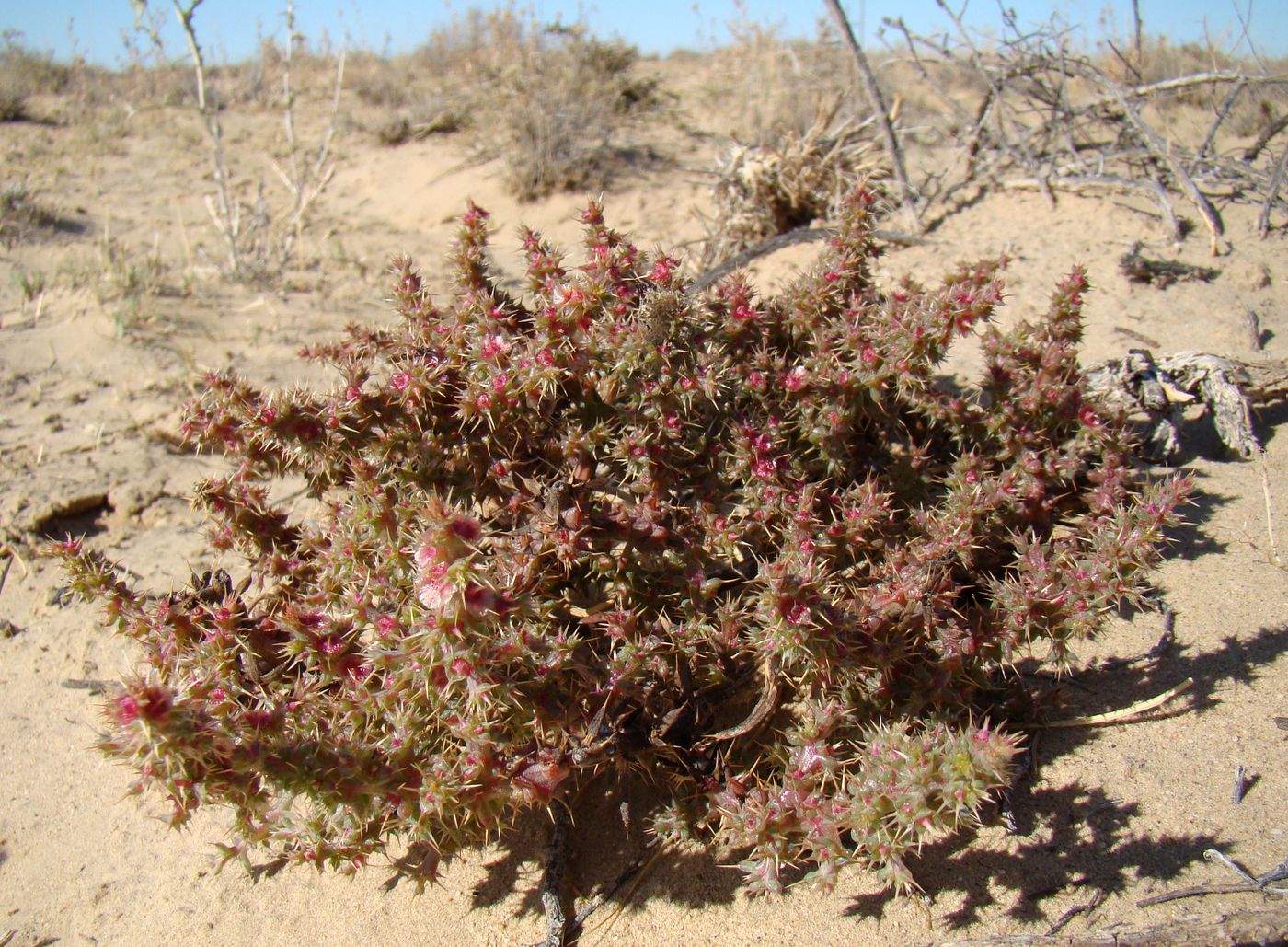 Изображение особи Salsola paulsenii.