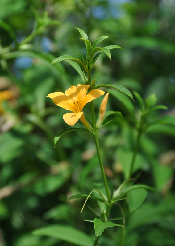 Изображение особи Barleria prionitis.