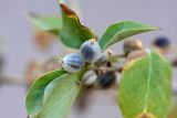 Lonicera nummulariifolia