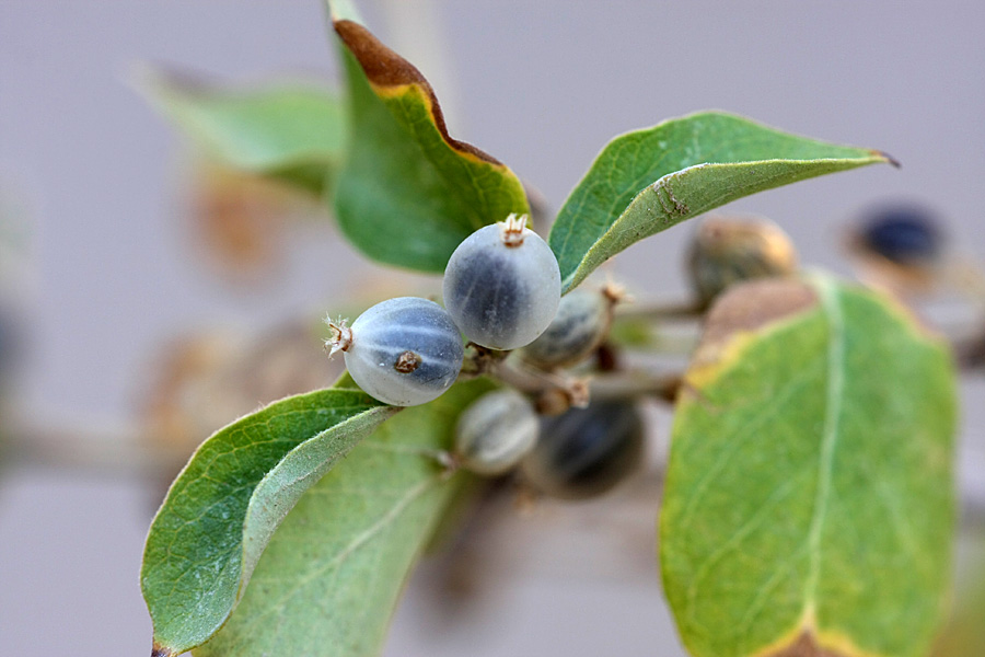 Image of Lonicera nummulariifolia specimen.