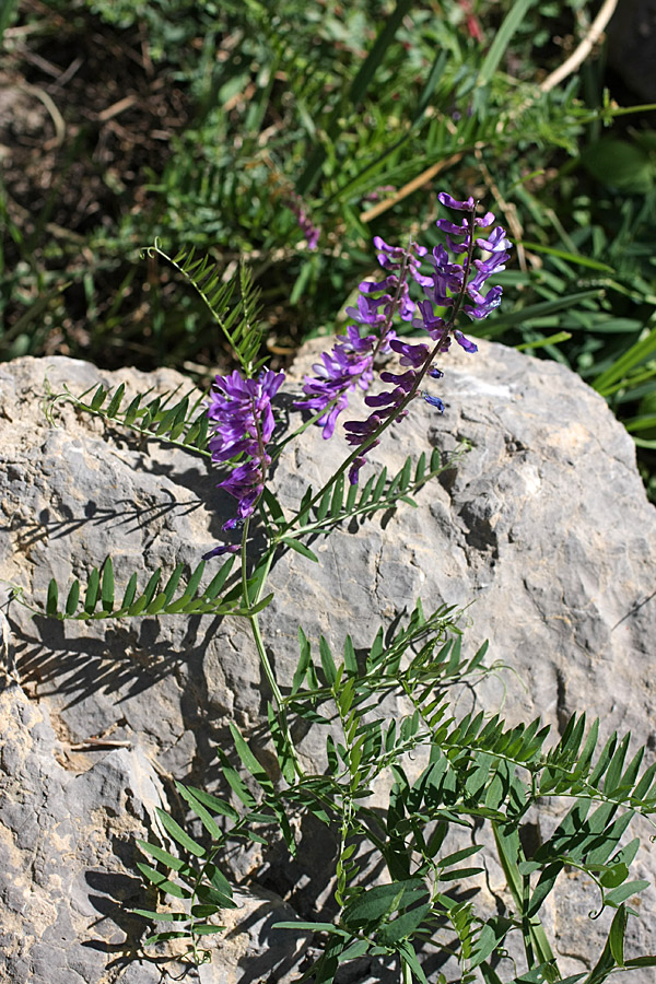 Image of Vicia tenuifolia specimen.