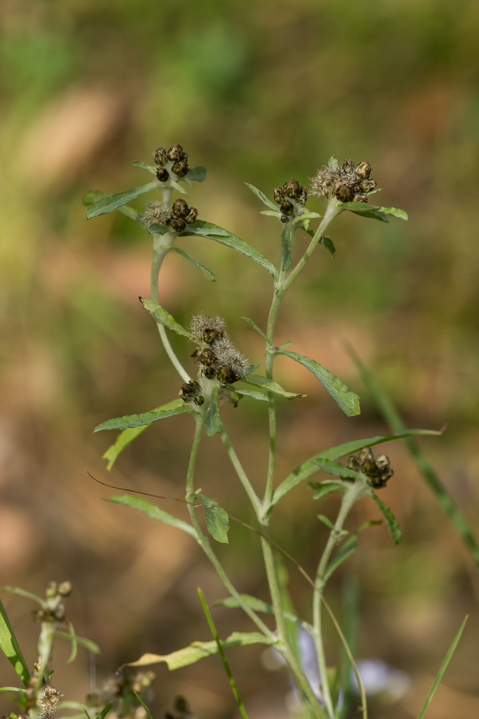 Изображение особи Gnaphalium uliginosum.