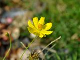 Cosmos sulphureus