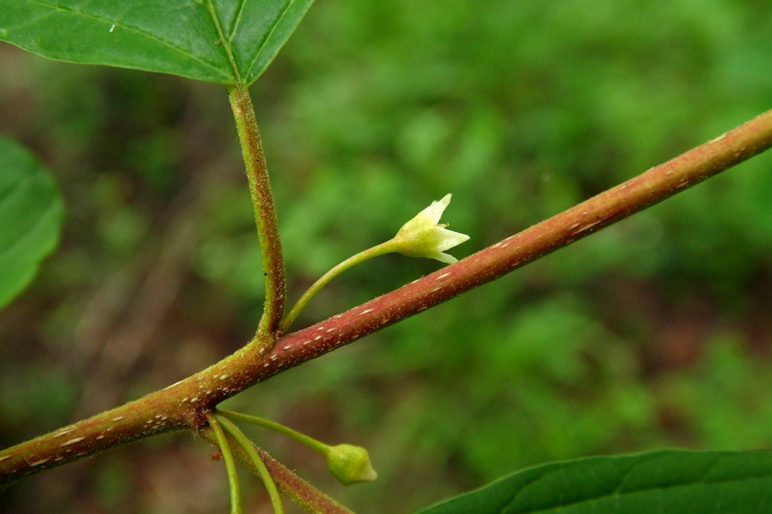 Изображение особи Frangula alnus.