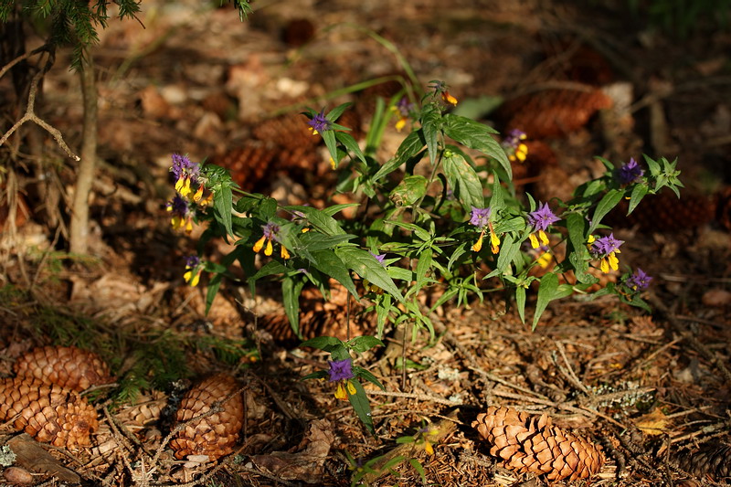 Изображение особи Melampyrum nemorosum.