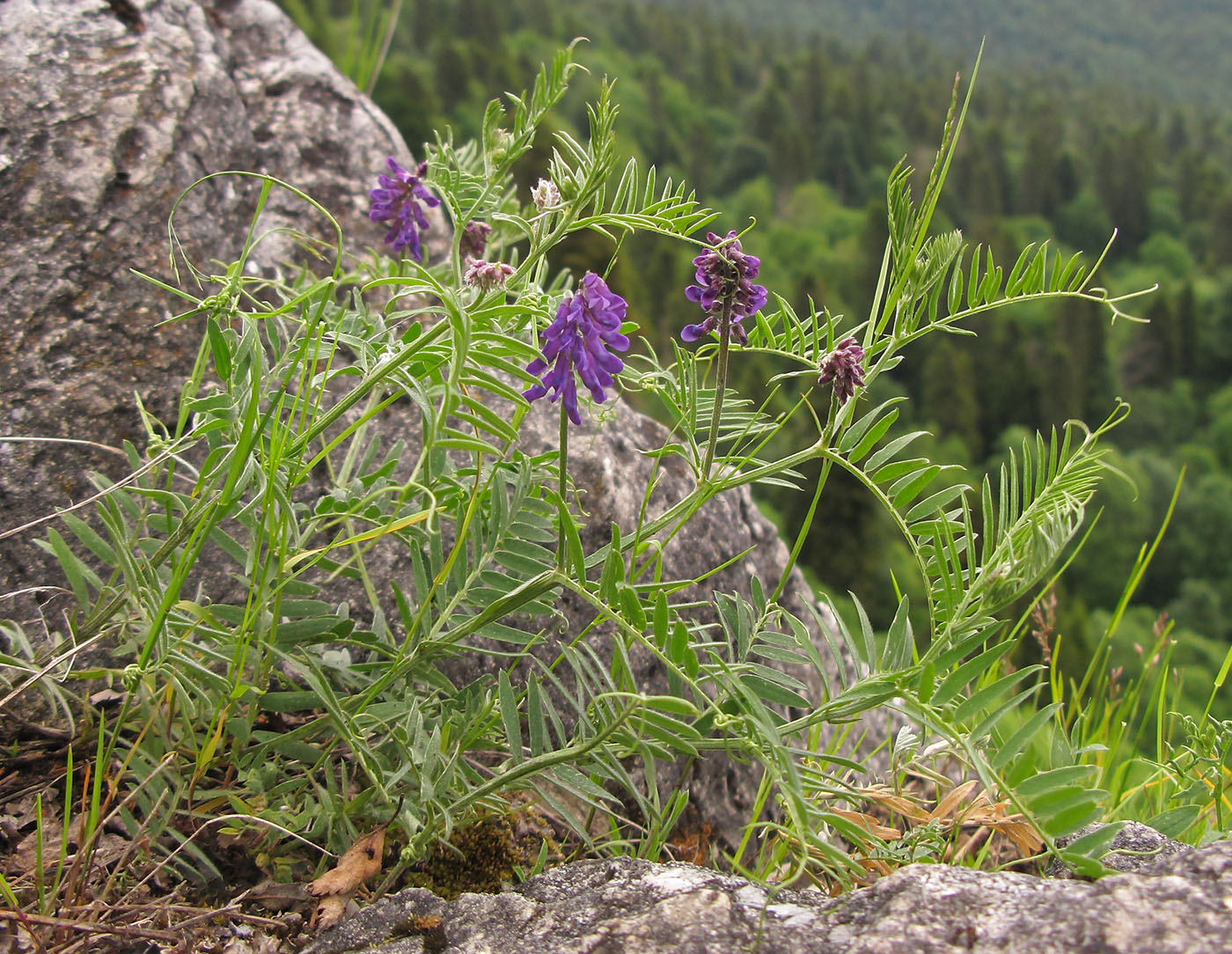 Изображение особи Vicia grossheimii.