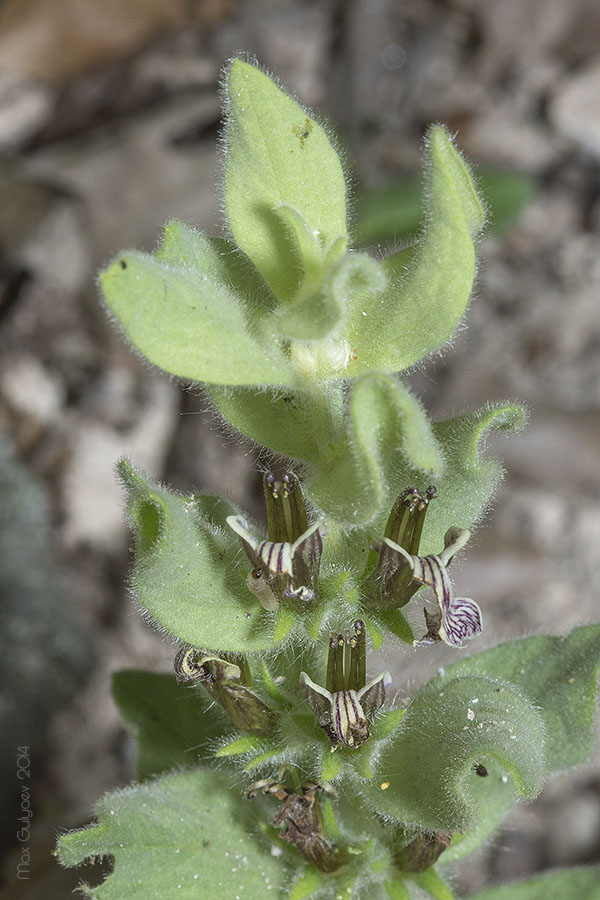 Image of Ajuga laxmannii specimen.