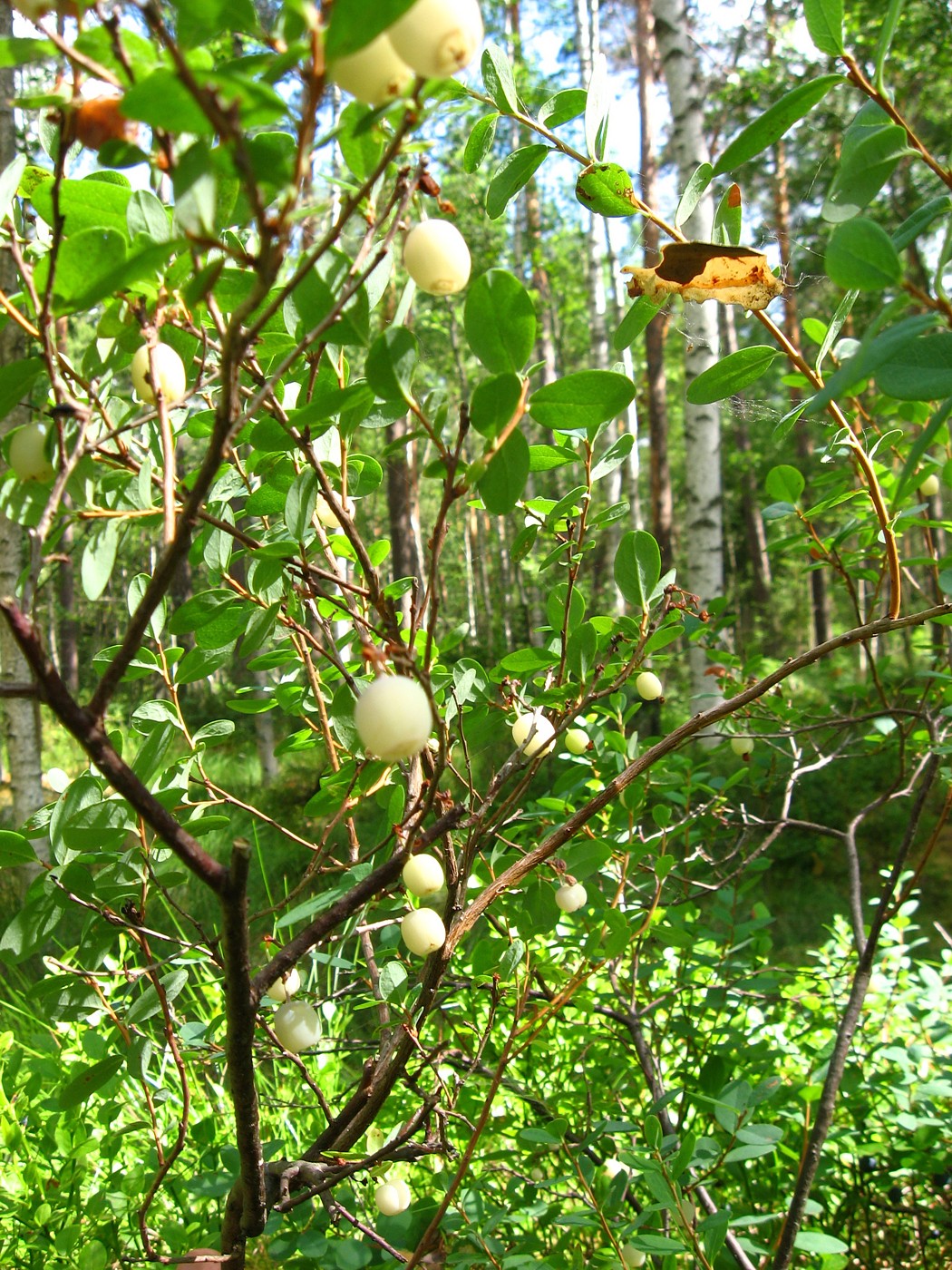 Image of Vaccinium uliginosum specimen.