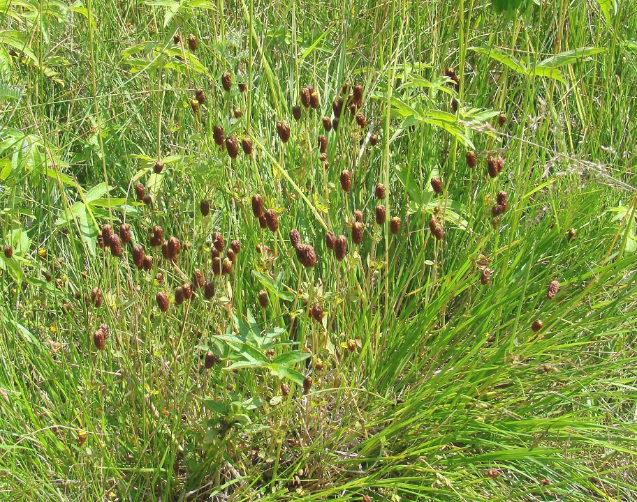 Image of Trifolium spadiceum specimen.