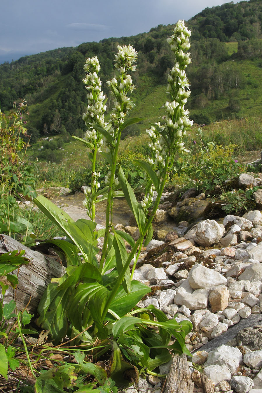 Image of Swertia iberica specimen.