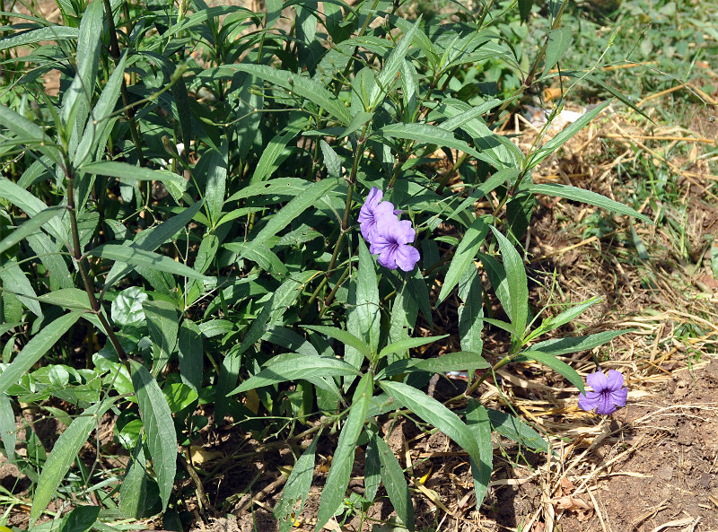 Изображение особи Ruellia simplex.