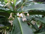 Ardisia crenata