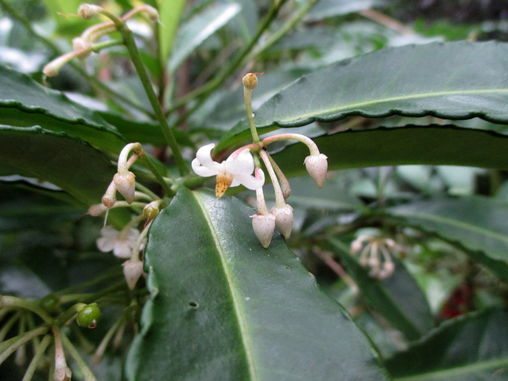 Image of Ardisia crenata specimen.