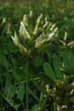 Astragalus cicer