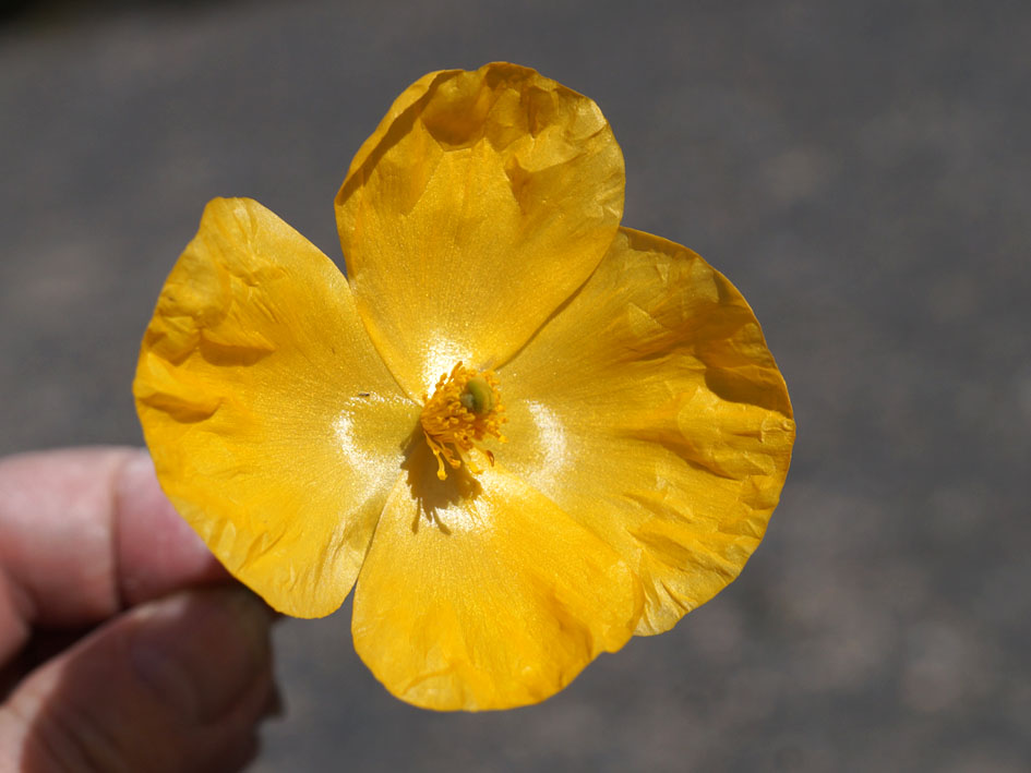 Image of Glaucium squamigerum specimen.