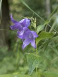 Campanula latifolia