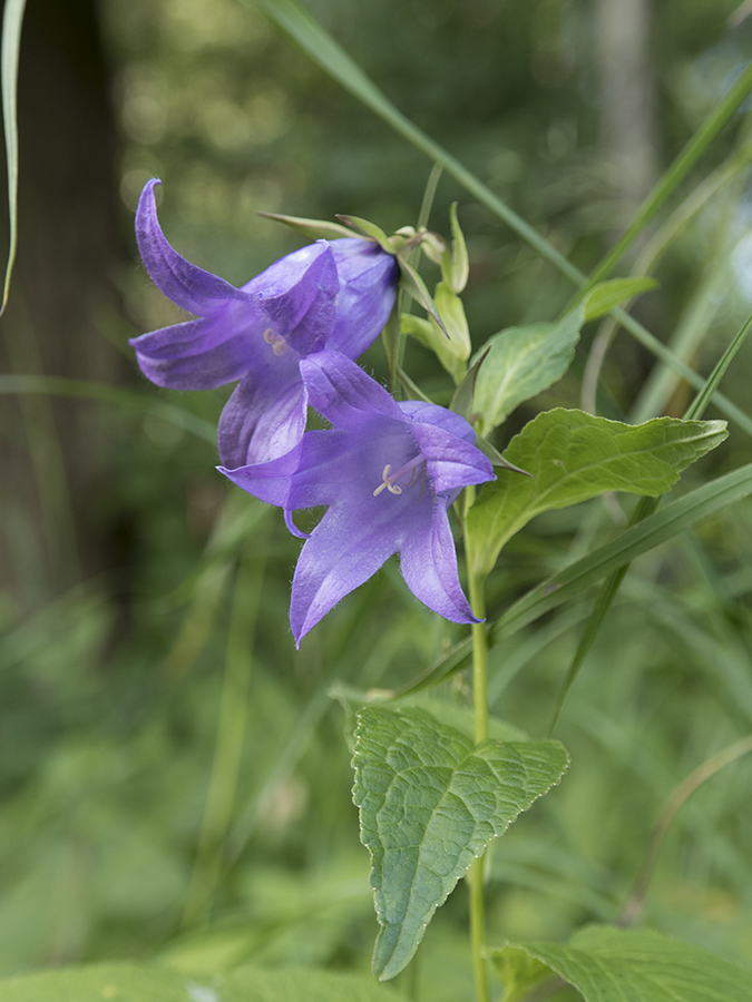 Image of Campanula latifolia specimen.