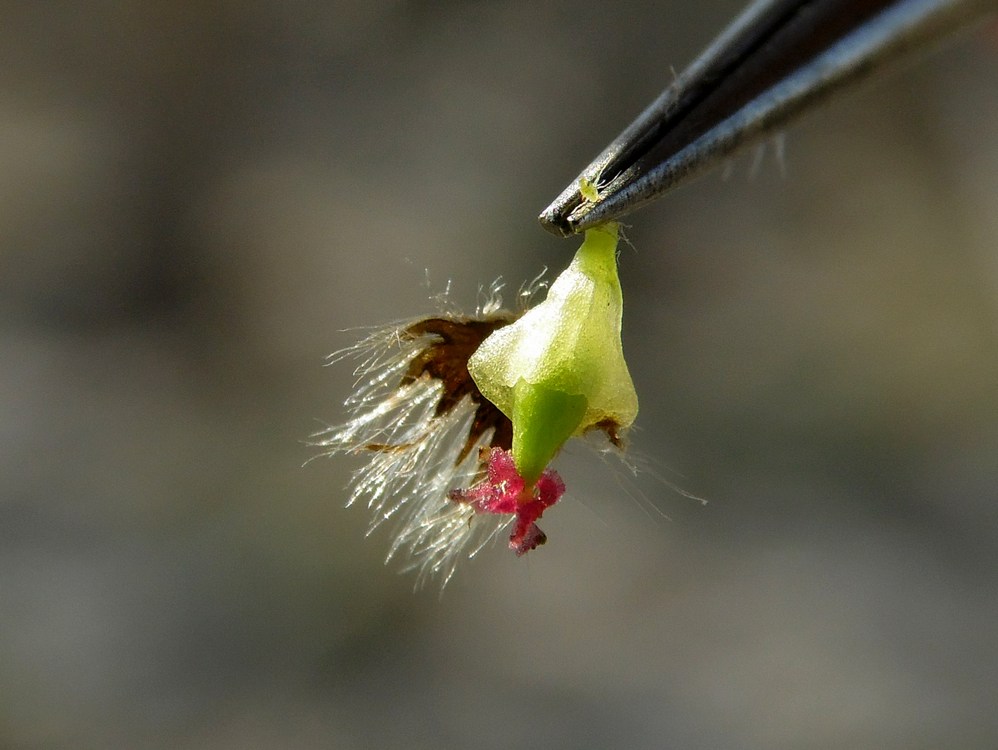 Image of Populus tremula specimen.