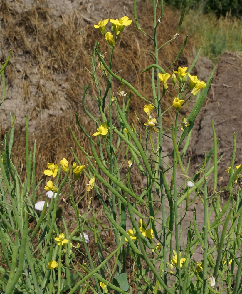 Изображение особи Brassica napus.