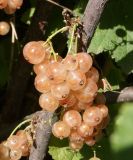 Image of taxon representative. Author is Тамара Риб