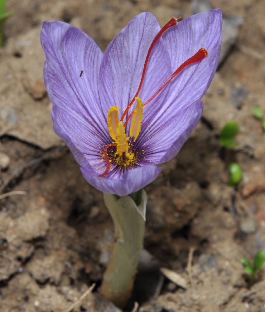 Image of Crocus sativus specimen.