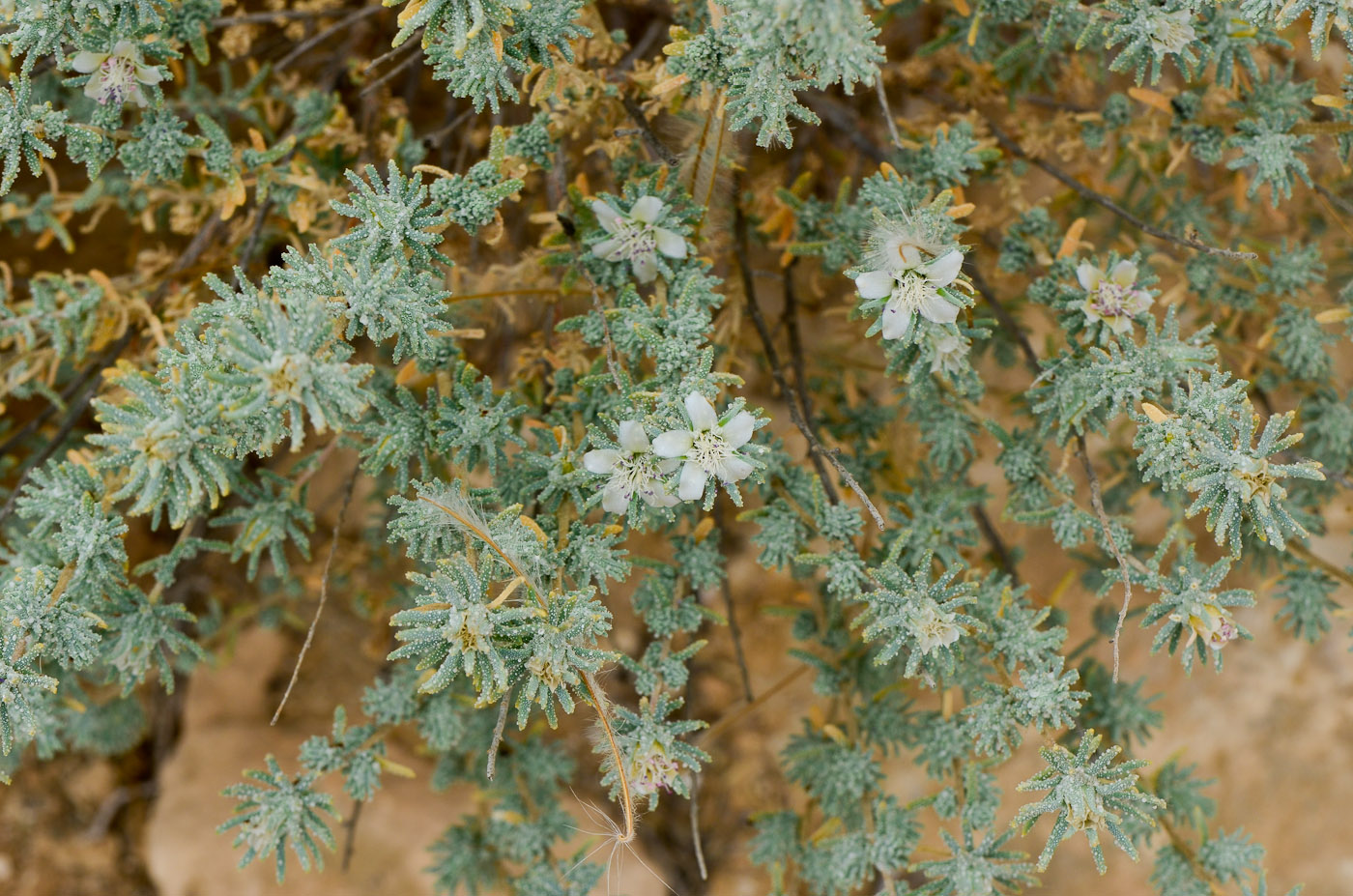 Image of Reaumuria hirtella specimen.