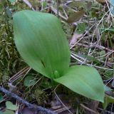 Platanthera bifolia. Молодые прикорневые листья. Свердловская обл., окр. г. Североуральск, травяно-моховой сосняк с елью на известняках. 27.05.2007.