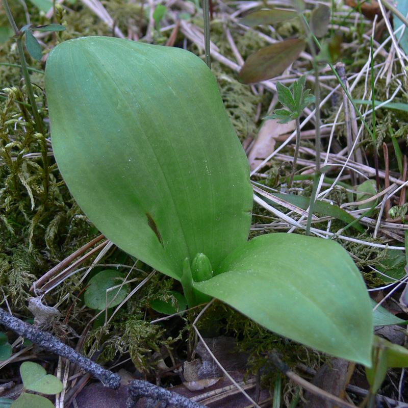 Изображение особи Platanthera bifolia.