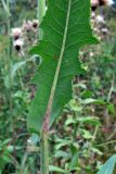 Sonchus arvensis subspecies uliginosus. Часть листа (нижняя сторона). Челябинская обл., окр. г. Челябинск, Золотая горка, обочина дороги в берёзовом лесу. 21.08.2015.