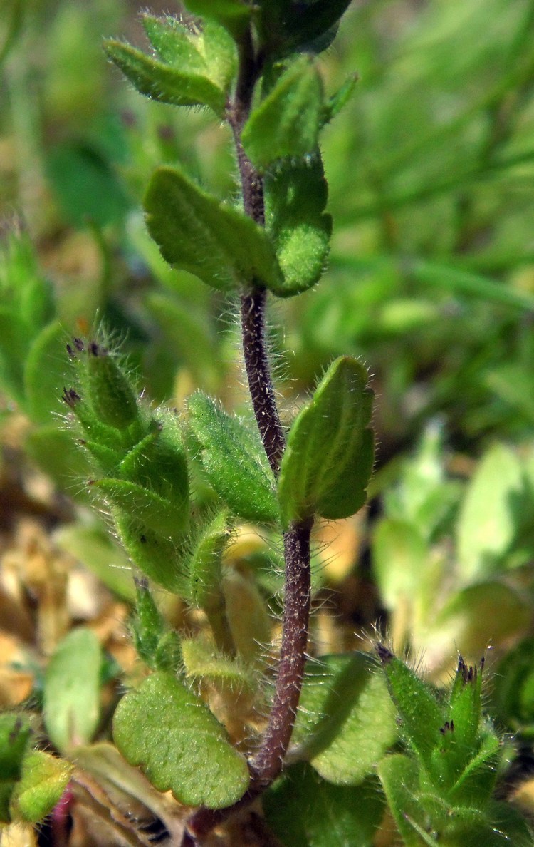 Изображение особи Veronica arvensis.