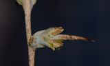 Image of taxon representative. Author is Татьяна Мальчинская