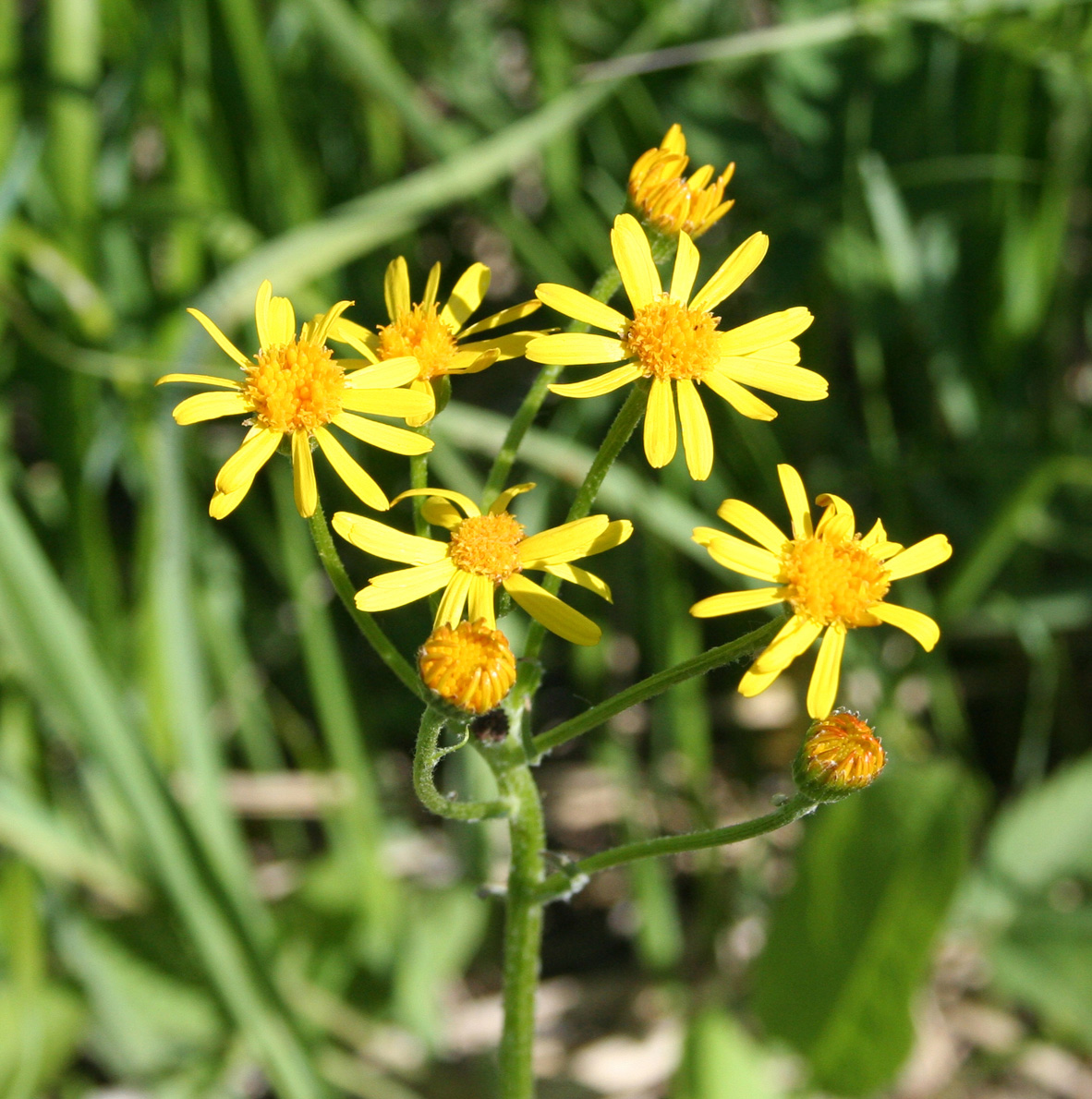 Изображение особи Tephroseris integrifolia.