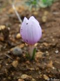 Colchicum triphyllum