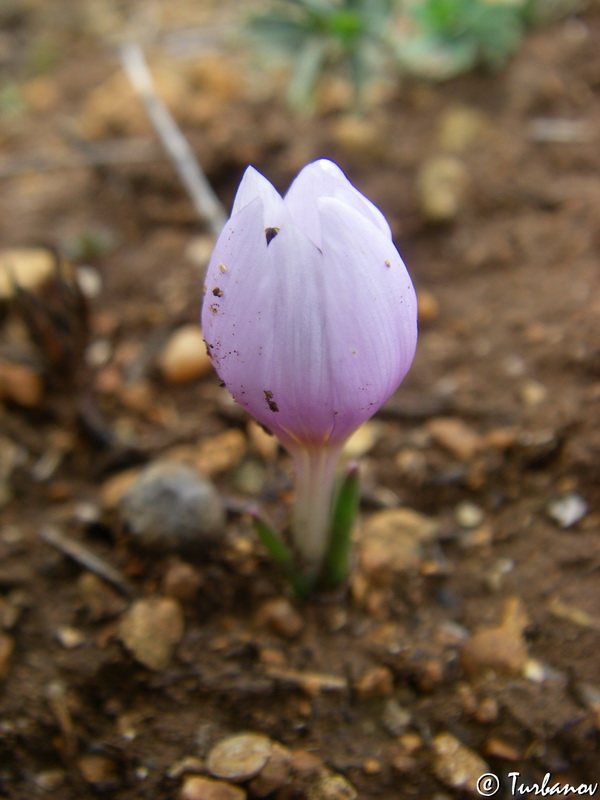 Изображение особи Colchicum triphyllum.