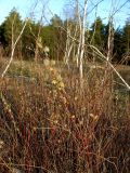 Salix rosmarinifolia