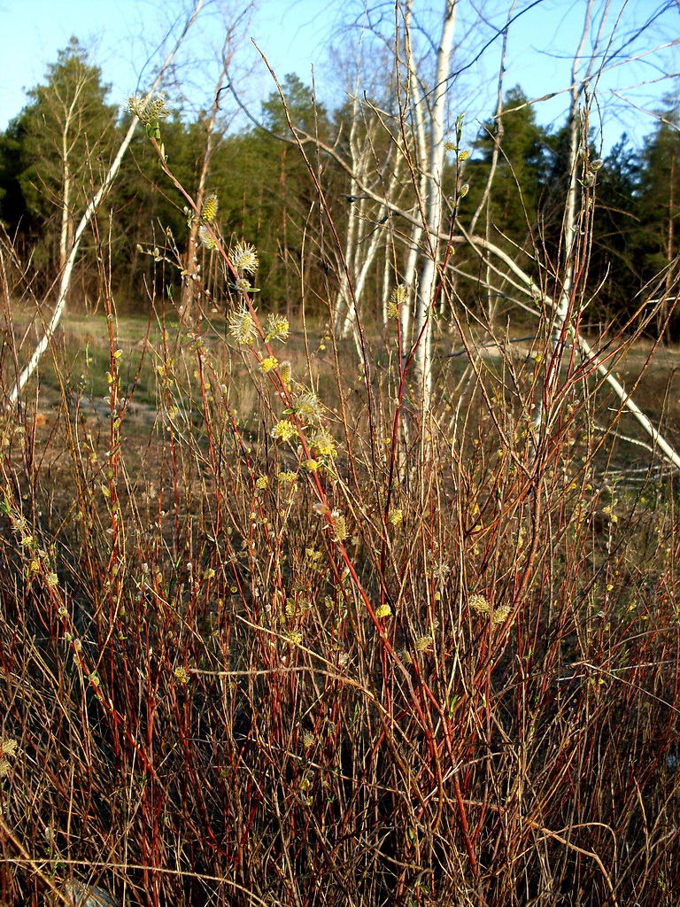 Изображение особи Salix rosmarinifolia.