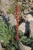 Orobanche grenieri. Цветущее растение паразитирующее на Lactuca viminea. Южный Берег Крыма, окр. пгт Симеиз, гора Кошка. 28.04.2016.