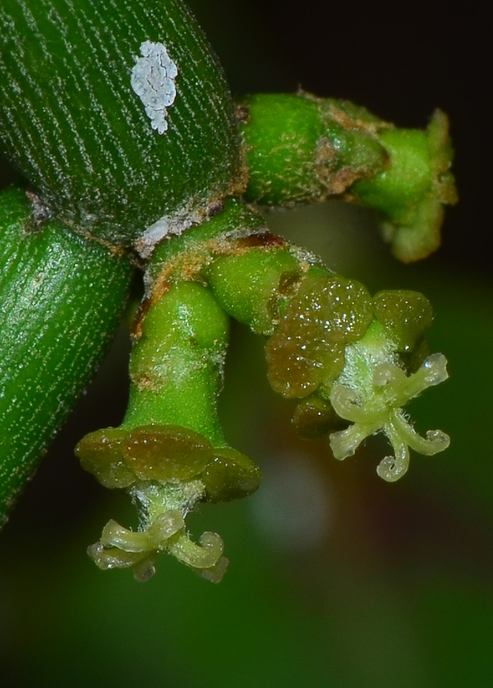 Изображение особи Euphorbia tirucalli.