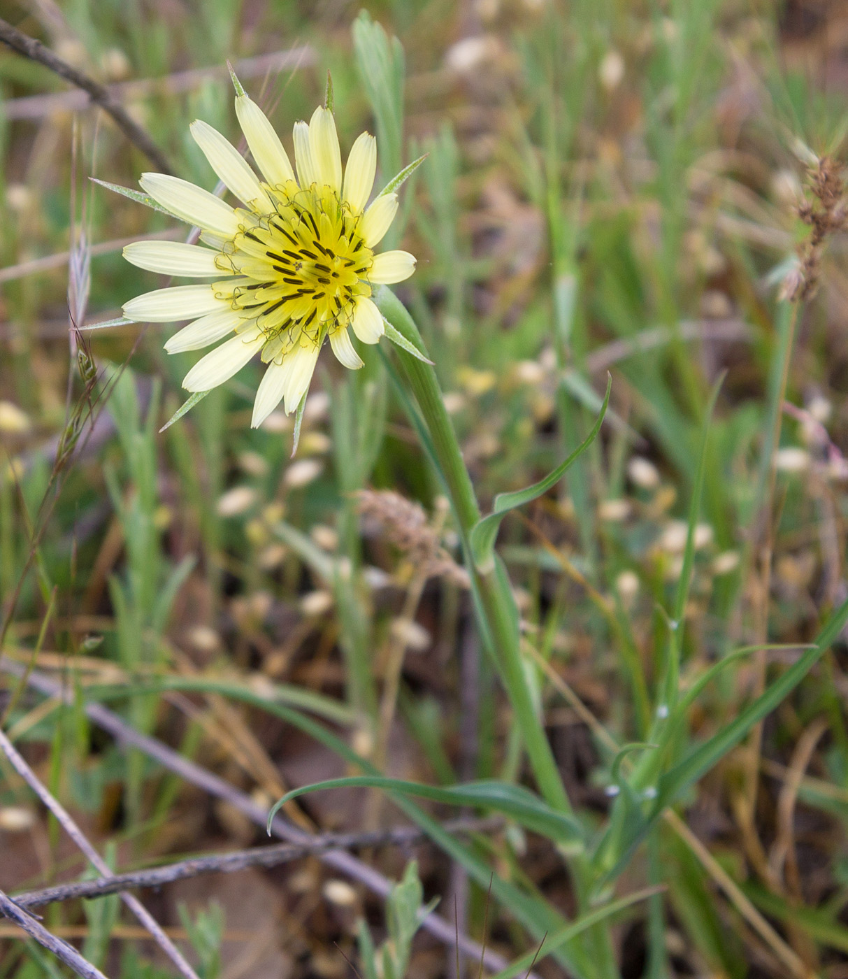 Image of Tragopogon dubius specimen.